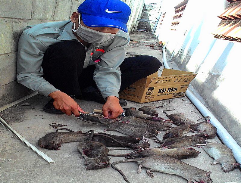 Công ty diệt chuột hiệu quả Đà Nẵng