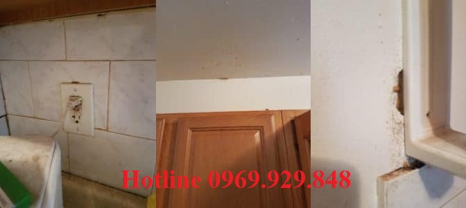 Đơn vị diệt gián Cần Thơ
