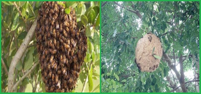 Công ty bắt ong tốt nhất tại TP.HCM