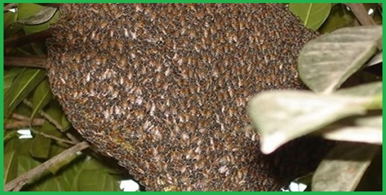 Trung tâm diệt ong hàng đầu Bình Dương
