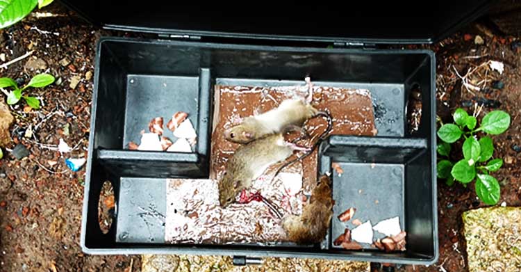diệt chuột tại Hà Nội